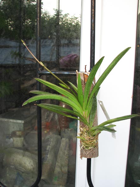 Oncidium (Tolumnia) Jairak Hybrids.jpg