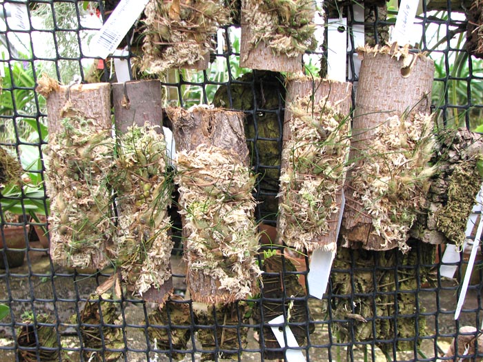 Isabelia virginalis.jpg