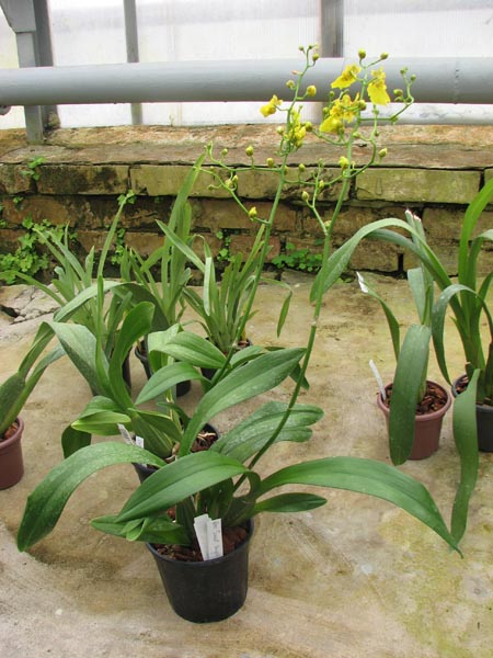 Doritaenopsis Taiwan Diamond '0-1'.jpg