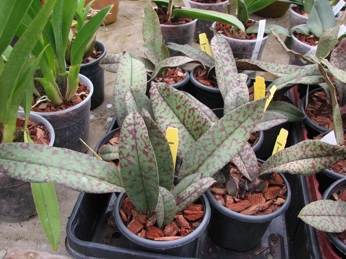 Psychopsis Mendenhall 'Hildos'.jpg