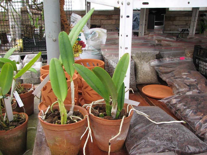 Cattleya percivaliana 'Alberts' (original) (02-6) x Cattleya percivaliana.jpg
