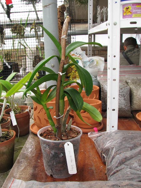 Dendrobium Rainbow Fantasy.jpg