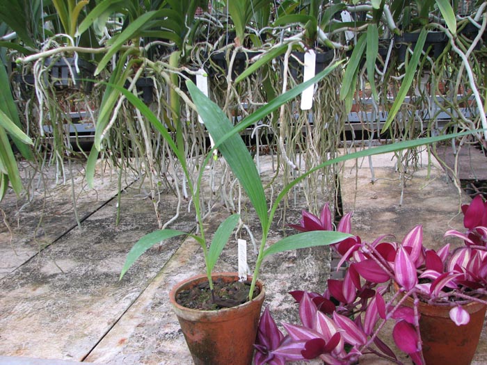 Bletilla striata.jpg