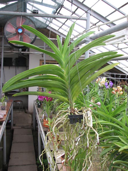 С цветоносом