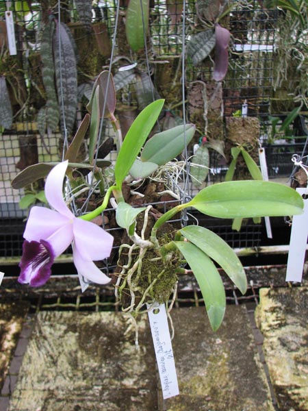 Laelia dayana coerulea 'Chojamaru' x SELF.jpg