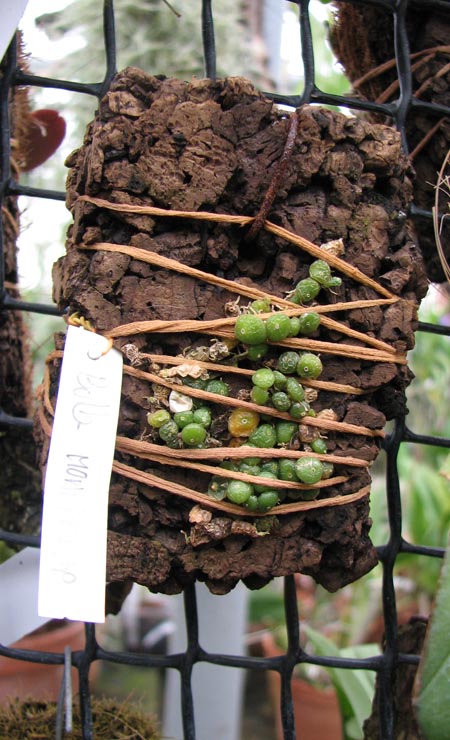 Bulbophyllum moniliforme.jpg