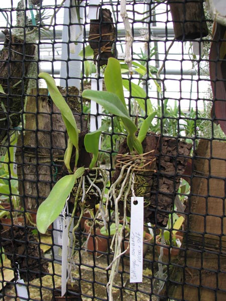 Cattleya dowiana rosea x self.jpg