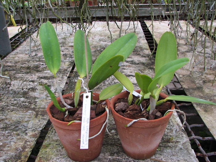 Cattleya warneri semi alba 'Geneva' x Laelia praestans alba.jpg