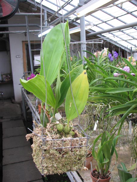 Stanhopea lietzei.jpg