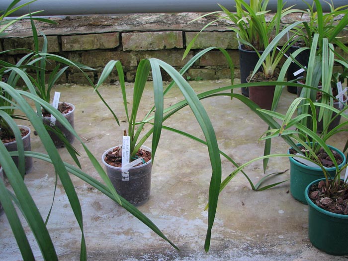 Cymbidium Red Beauty 'Evening Star'.jpg