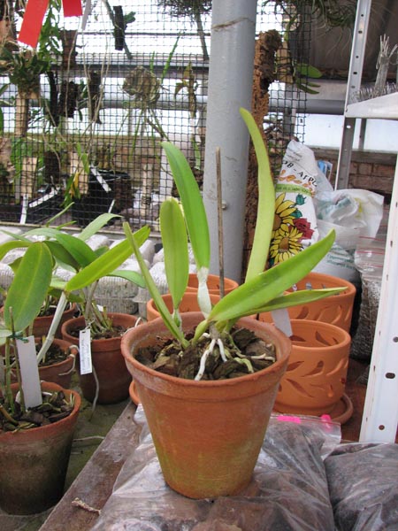 Cattleya mossiae semi alba 'Aurora' x mossiae semi alba reneckiana 'Alayon'.jpg