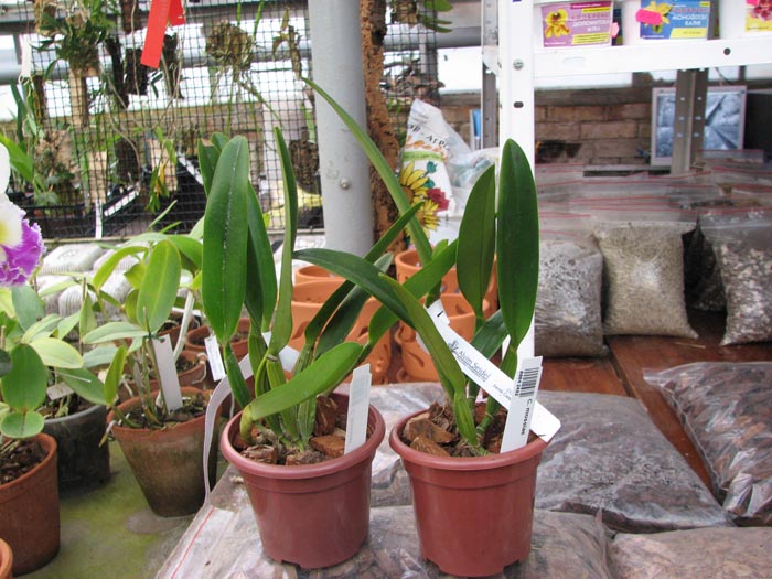 Cattleya mossiae.jpg