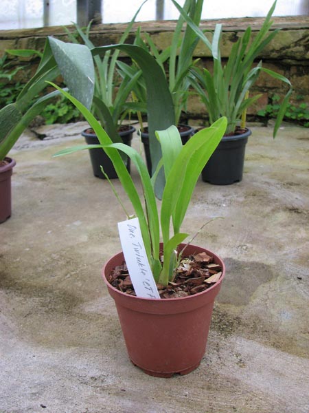 С цветоносами