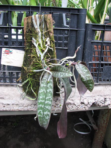 Phalaenopsis philippinensis.jpg
