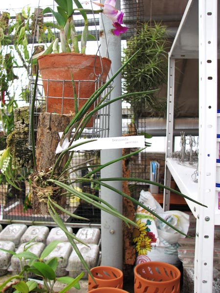 Brassavola perrinii.jpg