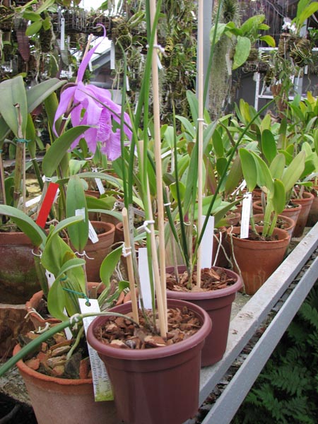 Brassavola cucullata.jpg