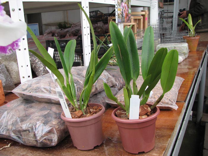 Cattleya mossiae.jpg