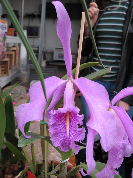 Cattleya maxima.jpg