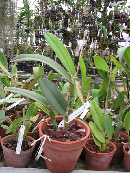 Cattleya maxima.jpg