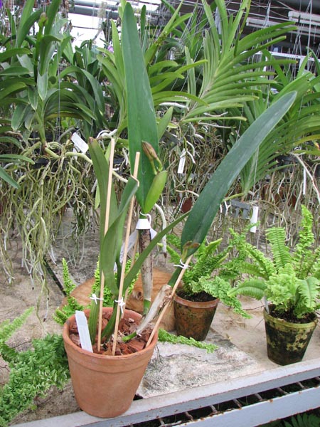 Cattleya White Belle (Cattleya mossiae wagneri x Cattleya White Empress).jpg