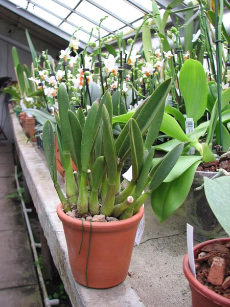 Laelia ghillanyi (clump).jpg