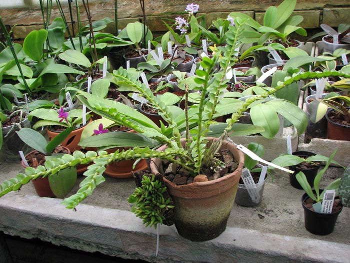 Appendicula formosana.jpg