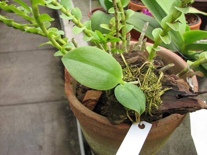 Phalaenopsis modesta.jpg