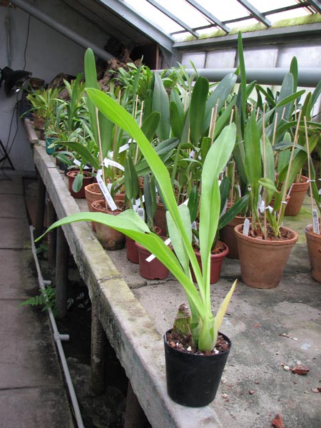 Grammatophyllum scriptum var citrinum Green.jpg