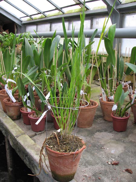 Isochilus linearis.jpg