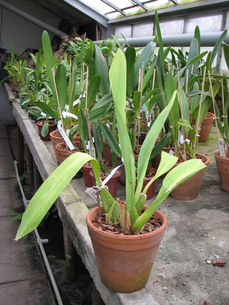 Odontioda George McMahon 'Fortuna'.jpg