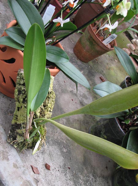 Bulbophyllum escritorii.jpg