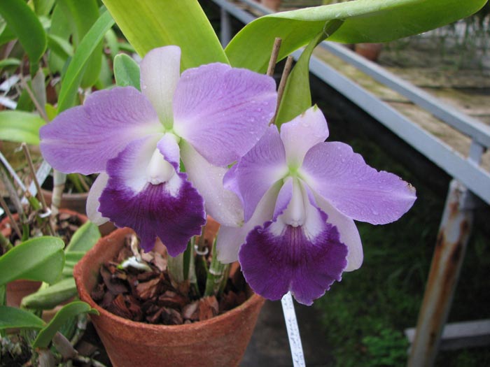 Laeliocattleya Azul Madoka 'Hsinying Blue Star'.jpg