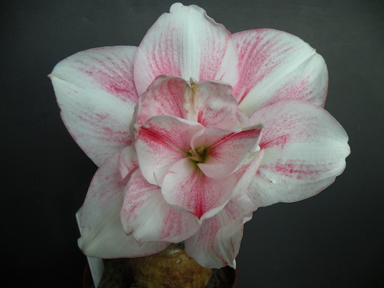DSCN9556.JPG
