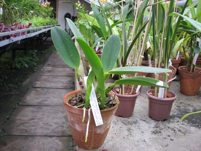 Cattleya warneri semi alba 'Geneva' x Laelia praestans alba.jpg