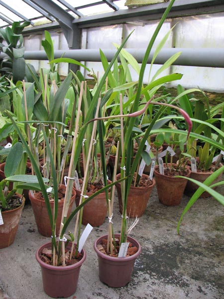 Brassavola David Sander.jpg