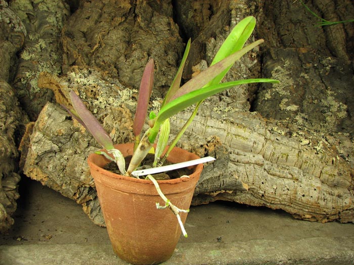 Potinara Little Toshie 'Yellow Rose' (#37).jpg