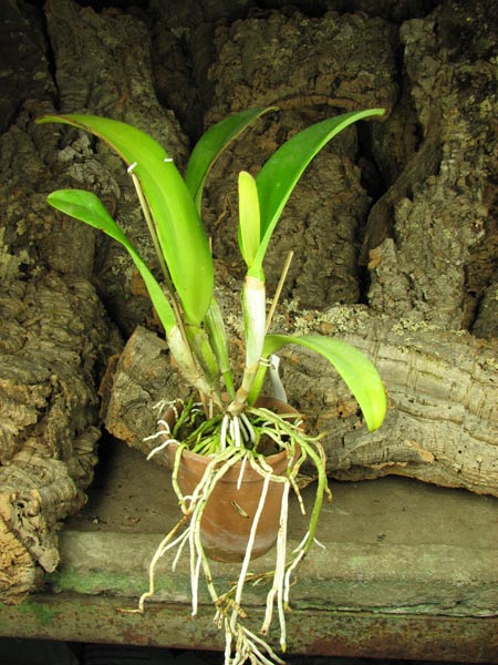 Potinara Hsinying Pink Doll 'Hsinying' (Brassocattleya Little Marmaid x Potinara Li Jiuan Dancer).jpg