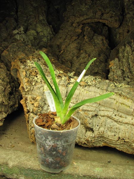 Angraecum magdalenae.jpg