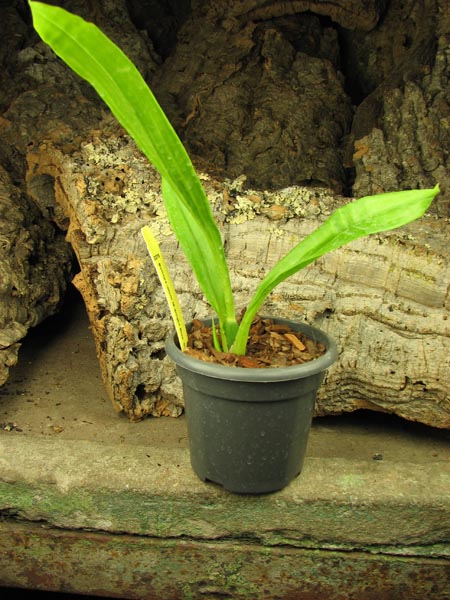 Bollopetalum Midnight Blue 'Cardinal'.jpg