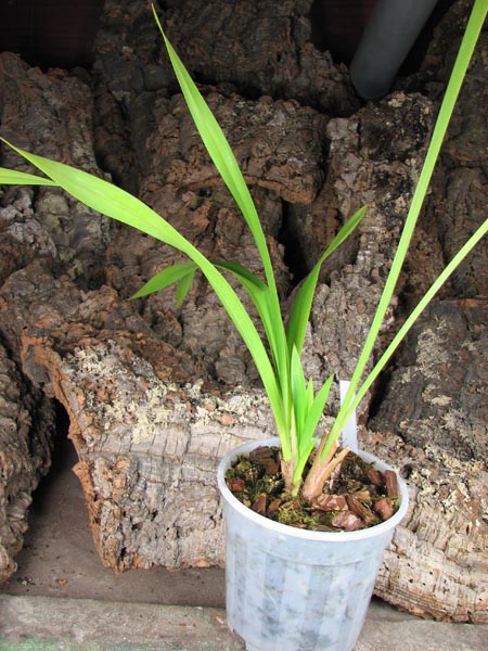 Cymbidium Chen's Ruby 'ORCHIS'.jpg