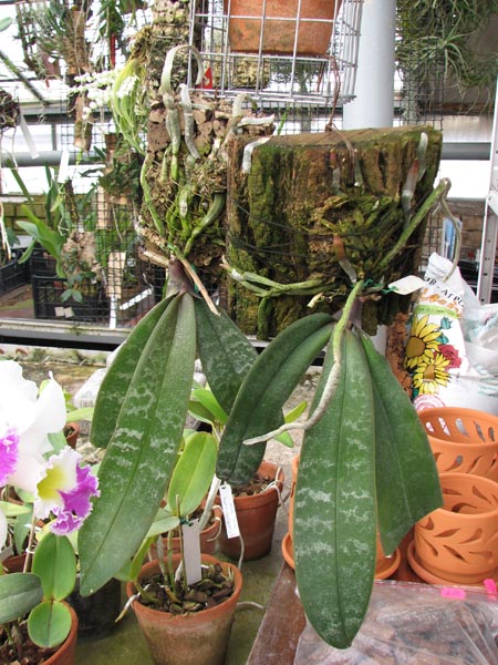 Phalaenopsis schilleriana.jpg
