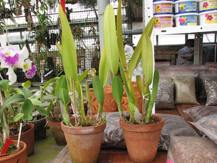 Laelia lobata var alba plena.jpg