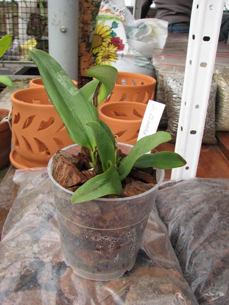 Laeliocattleya Dinard 'Blue Heaven'.jpg