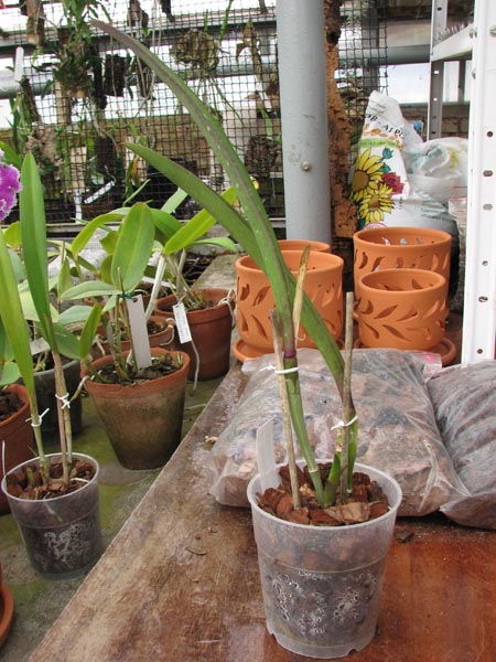 Brassolaelia Morning Glory 'Valentine Kiss'.jpg