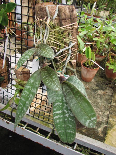 Phalaenopsis schilleriana.jpg