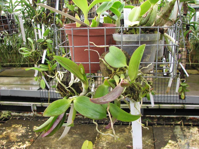 Laelia alaori escura x self.jpg