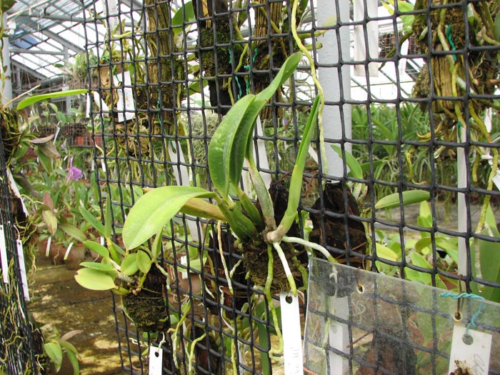 Laelia pumila amoena 'AWZ' х Laelia pumila alba 'HI'.jpg