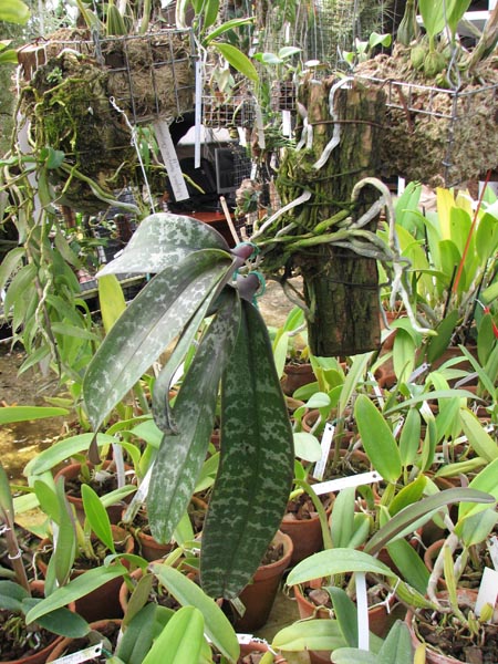 Phalaenopsis schilleriana.jpg
