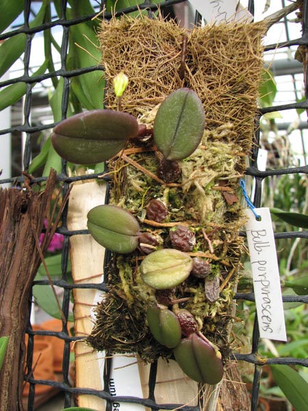 Bulbophyllum purpurascens.jpg