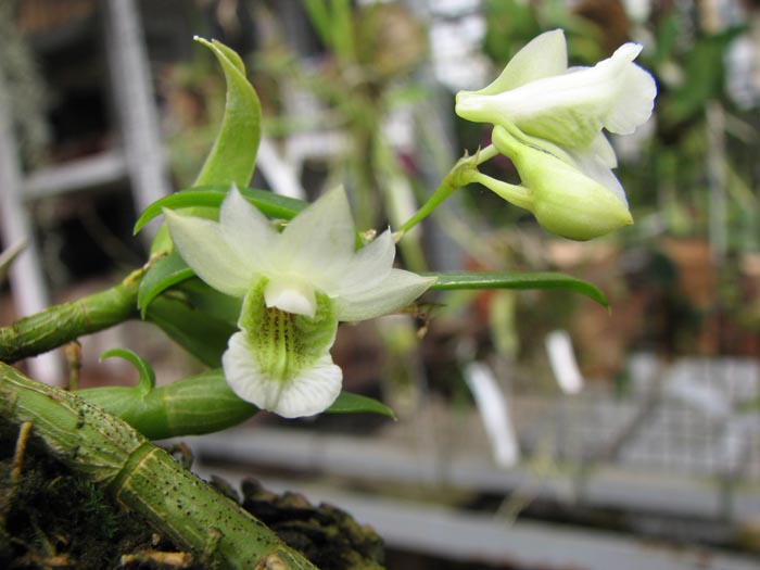 Dendrobium oligophyllum.jpg